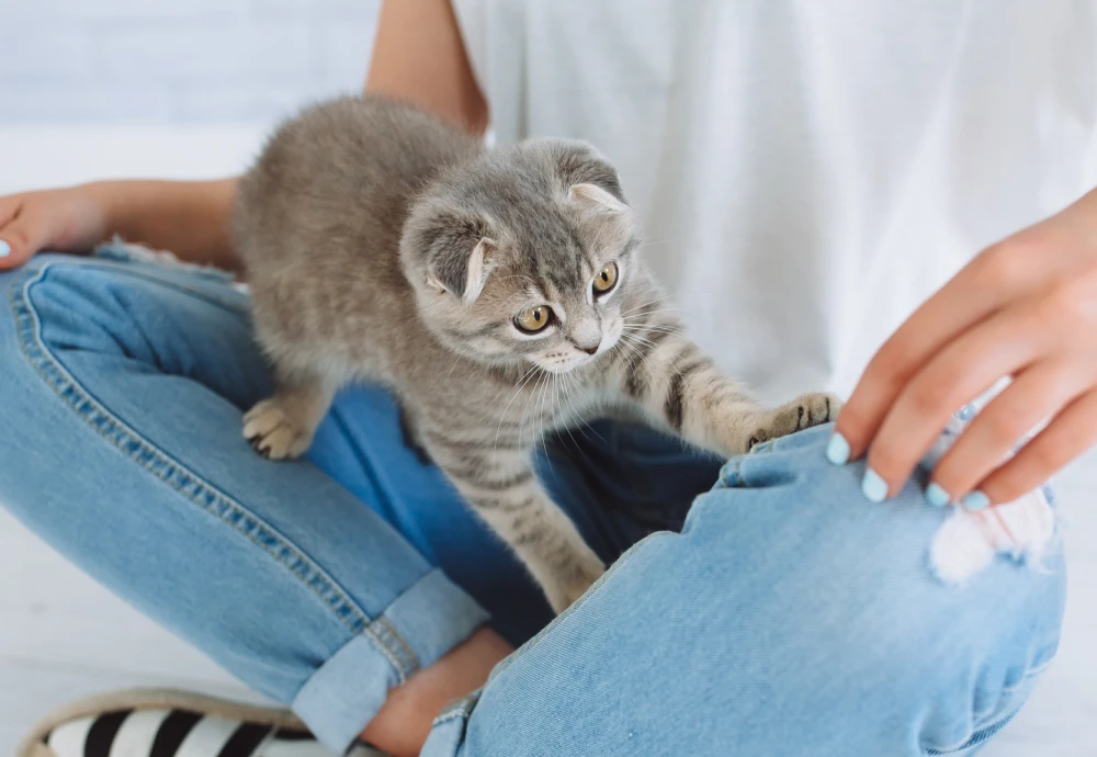 interactive pet camera